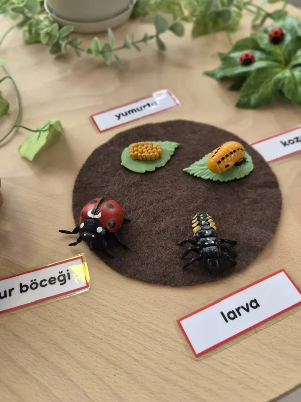 Keçe üzerinde uğur böceği yaşam döngüsü kartları