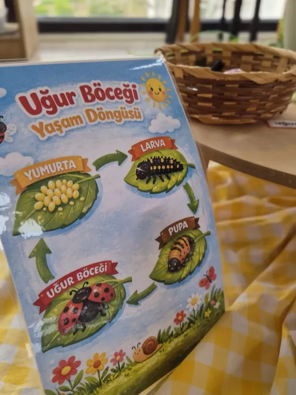 Uğur böceğinin yaşam döngüsü, sırayla dizilmiş kartlar